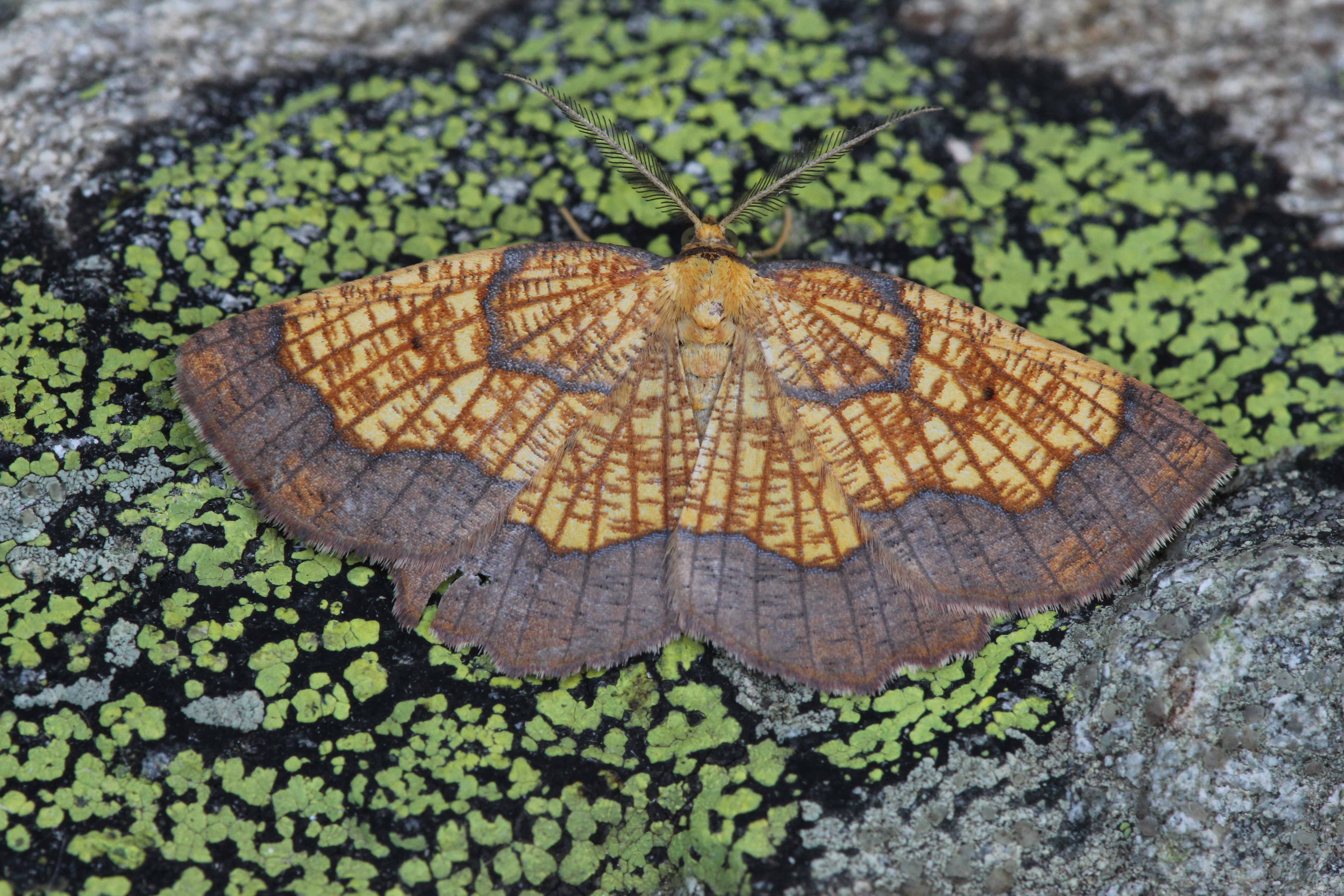 IMG_7222 Dark Bordered Beauty – Epione vespertaria Tirol Ruud van Middelkoop 18 7 2014.JPG
